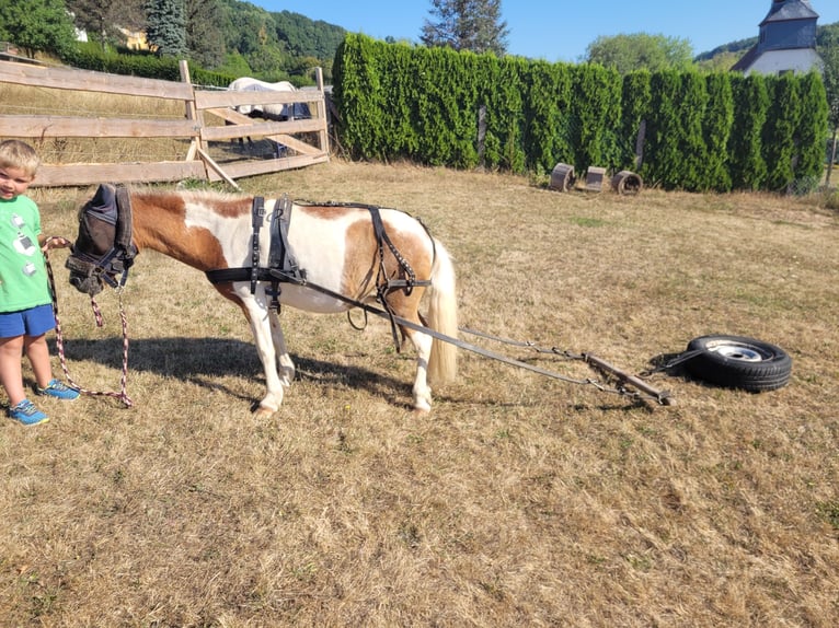 Shetland Ponys Mix Merrie 24 Jaar 105 cm Gevlekt-paard in Sinntal