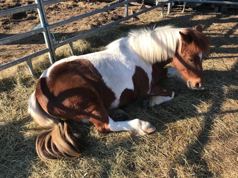 Shetland Ponys Mix Merrie 24 Jaar 115 cm Gevlekt-paard in Ladenburg