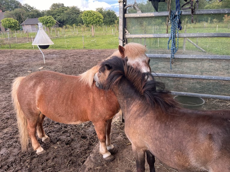 Shetland Ponys Merrie 26 Jaar 100 cm Lichtbruin in Hengelo (Gld)