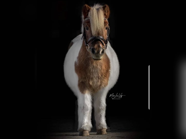 Shetland Ponys Merrie 26 Jaar 80 cm Wit in Hirschaid
