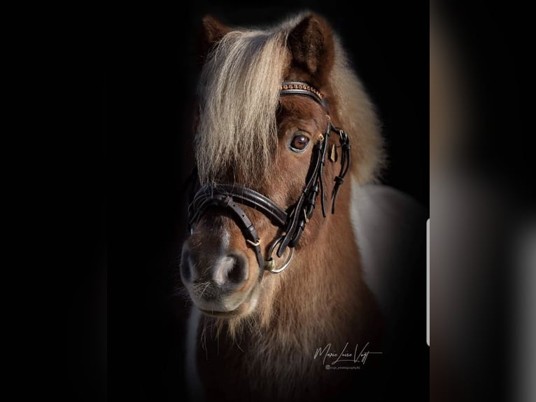 Shetland Ponys Merrie 26 Jaar 80 cm Wit in Hirschaid
