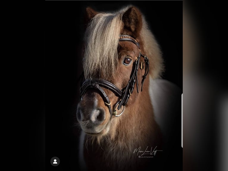 Shetland Ponys Merrie 26 Jaar 80 cm Wit in Hirschaid