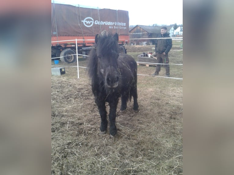 Shetland Ponys Merrie 27 Jaar 100 cm Zwart in Rottenburg am Neckar