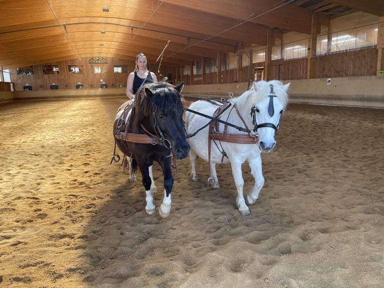 Shetland Ponys Merrie 27 Jaar 106 cm Schimmel in Elterlein