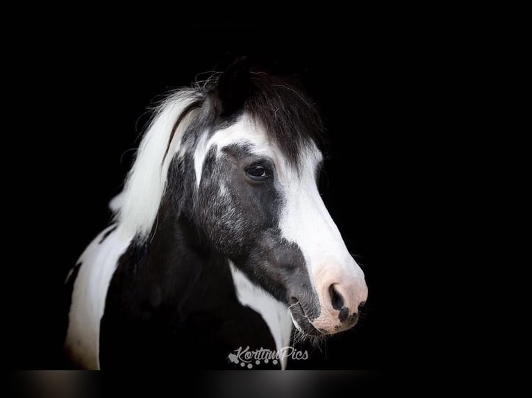 Shetland Ponys Merrie 29 Jaar 112 cm Gevlekt-paard in Bevern