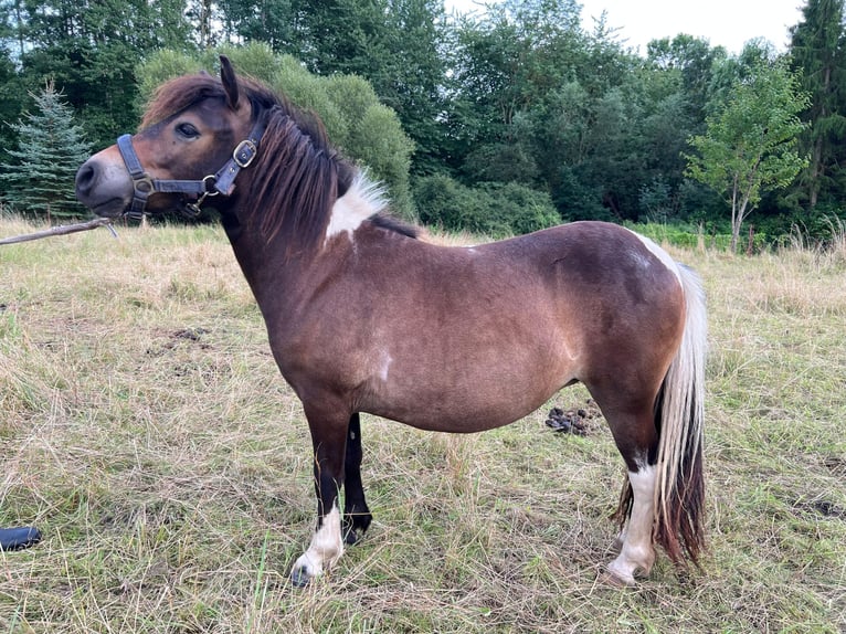 Shetland Ponys Merrie 2 Jaar 100 cm Bruin in Grimmen