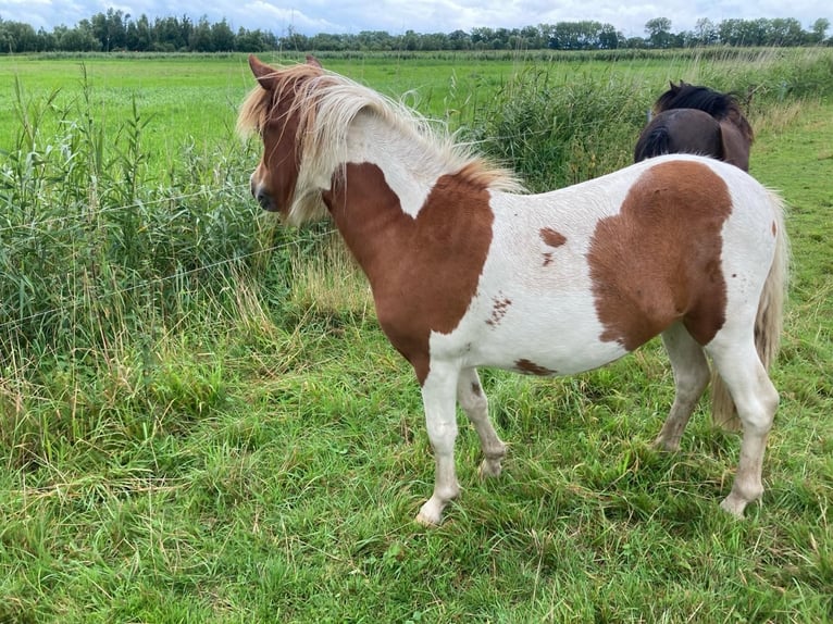 Shetland Ponys Merrie 2 Jaar 100 cm Gevlekt-paard in Brake