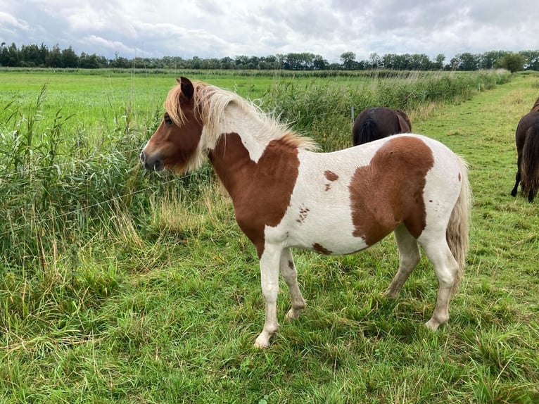 Shetland Ponys Merrie 2 Jaar 100 cm Gevlekt-paard in Brake