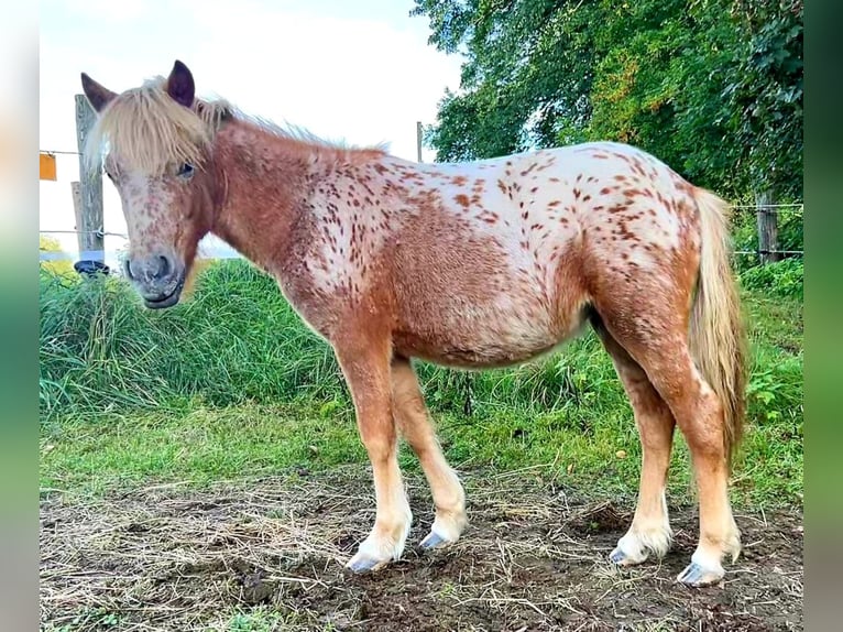 Shetland Ponys Merrie 2 Jaar 105 cm Appaloosa in Wermelskirchen