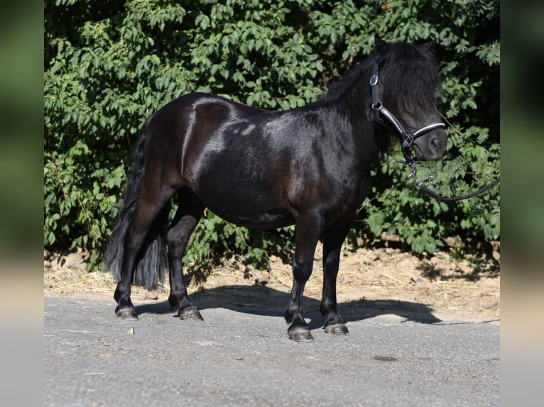 Shetland Ponys Merrie 2 Jaar 105 cm Zwart in Geilenkirchen