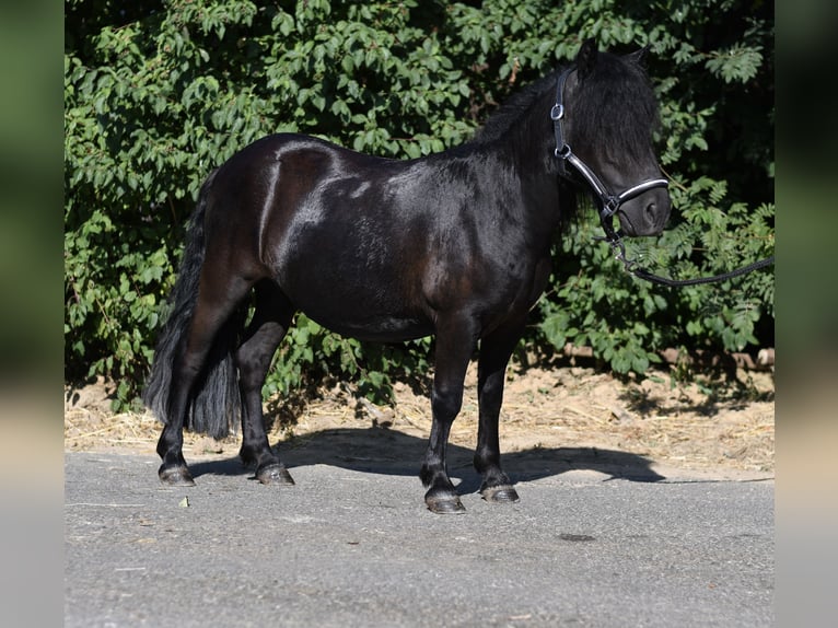 Shetland Ponys Merrie 2 Jaar 105 cm Zwart in Geilenkirchen
