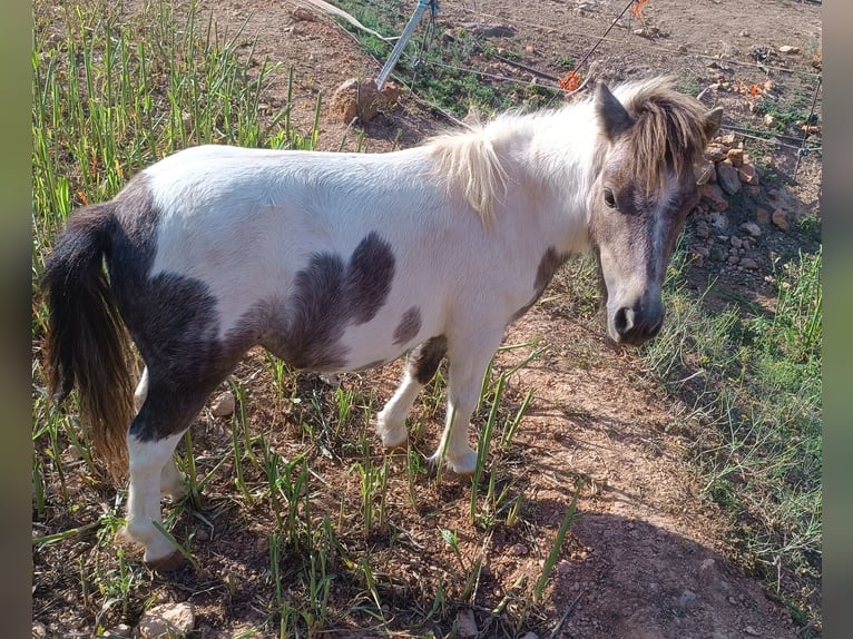 Shetland Ponys Merrie 2 Jaar 75 cm Gevlekt-paard in Illar