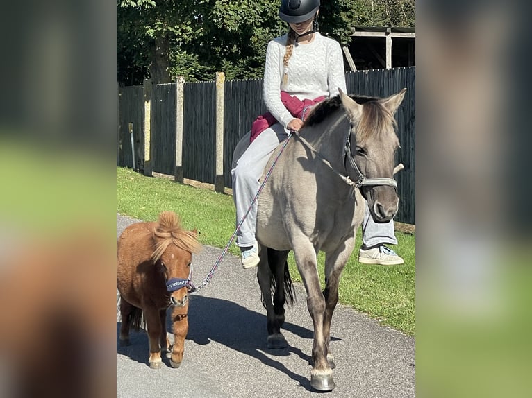 Shetland Ponys Merrie 2 Jaar 75 cm Vos in Bordelum