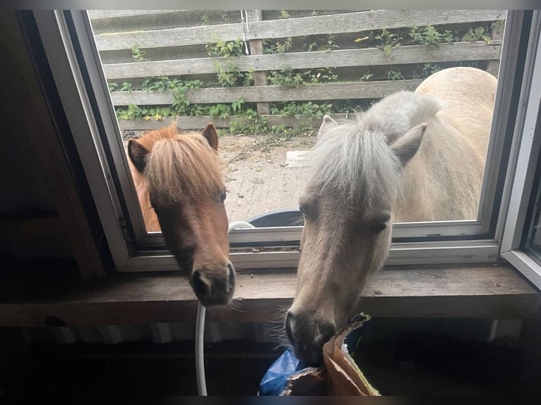 Shetland Ponys Merrie 2 Jaar 80 cm Vos in Bordelum
