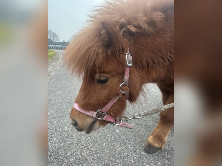 Shetland Ponys Merrie 2 Jaar 80 cm Vos in Bordelum