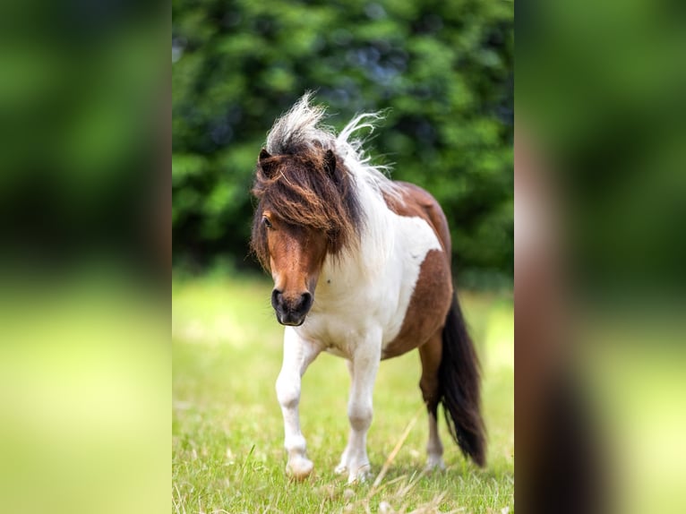 Shetland Ponys Merrie 2 Jaar 85 cm Bruin in Klaaswaal