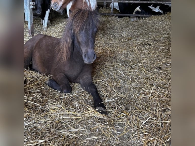 Shetland Ponys Merrie 2 Jaar 86 cm Zwartbruin in Hofgeismar