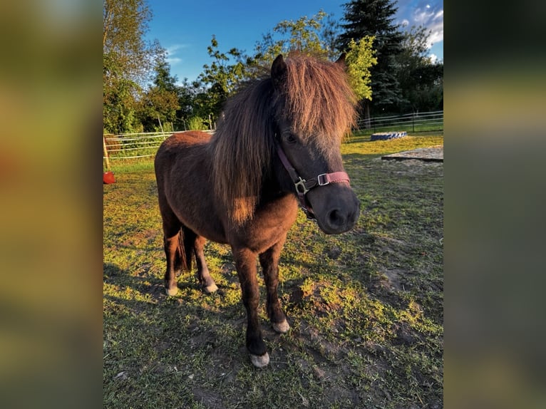 Shetland Ponys Merrie 2 Jaar 86 cm Zwartbruin in Hofgeismar