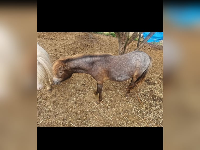 Shetland Ponys Mix Merrie 2 Jaar 90 cm Appaloosa in Écouen