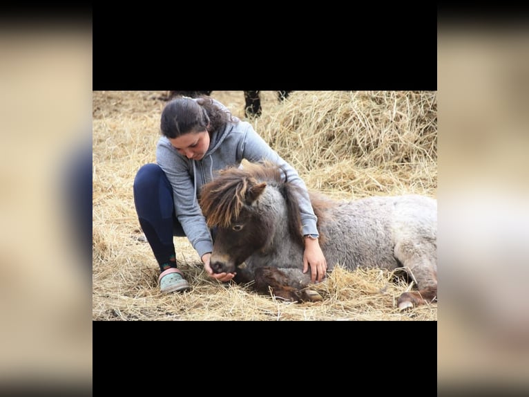 Shetland Ponys Mix Merrie 2 Jaar 90 cm Appaloosa in Écouen