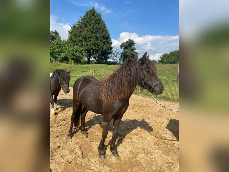 Shetland Ponys Merrie 2 Jaar 95 cm Gevlekt-paard in Mettmann