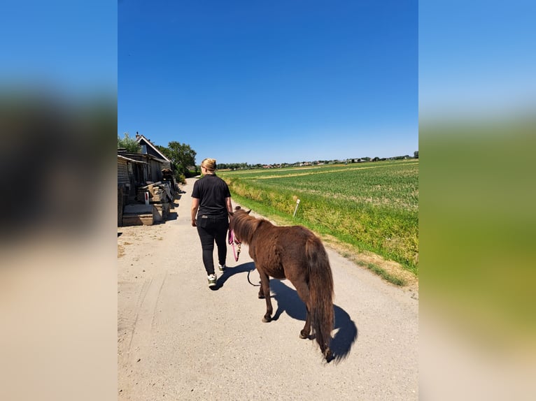 Shetland Ponys Merrie 2 Jaar 95 cm Zwartbruin in Heerjansdam