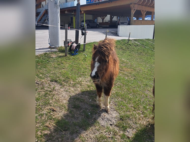 Shetland Ponys Merrie 2 Jaar in Obertilliach