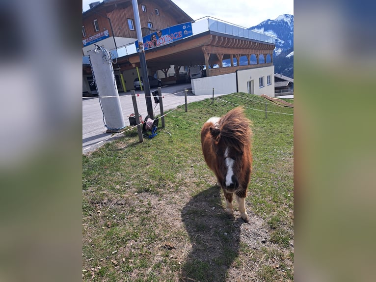 Shetland Ponys Merrie 2 Jaar in Obertilliach