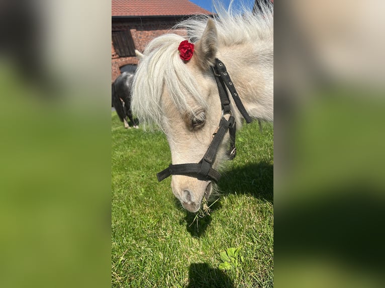 Shetland Ponys Merrie 2 Jaar in Rhinow