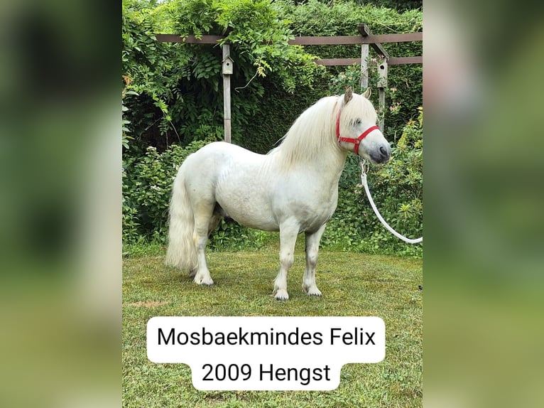 Shetland Ponys Merrie 2 Jaar Wit in Veghel