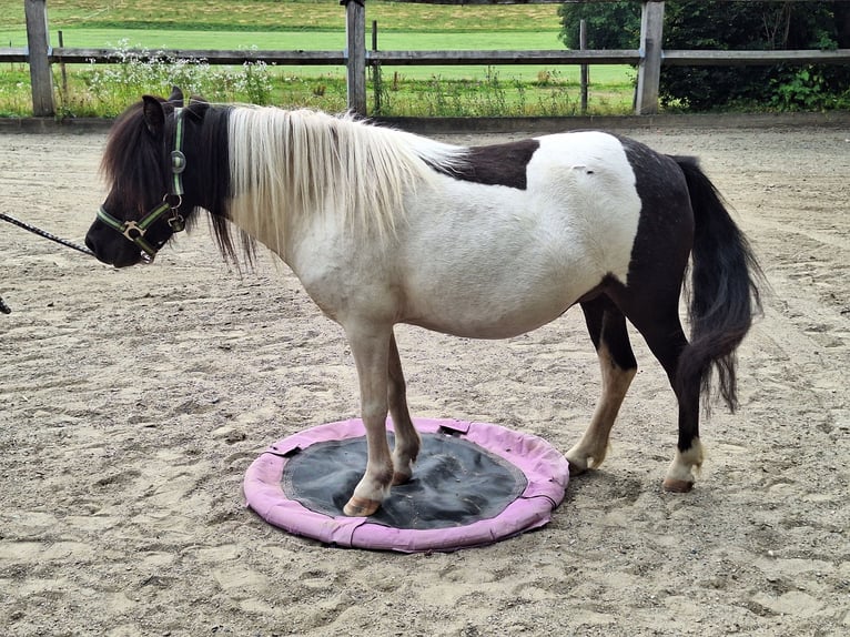 Shetland Ponys Merrie 3 Jaar 100 cm Gevlekt-paard in Argenbühl