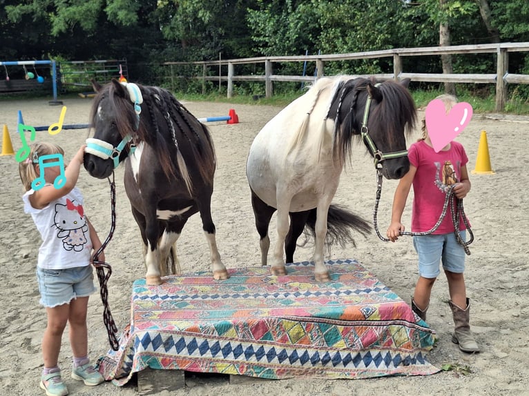 Shetland Ponys Merrie 3 Jaar 100 cm Gevlekt-paard in Argenbühl