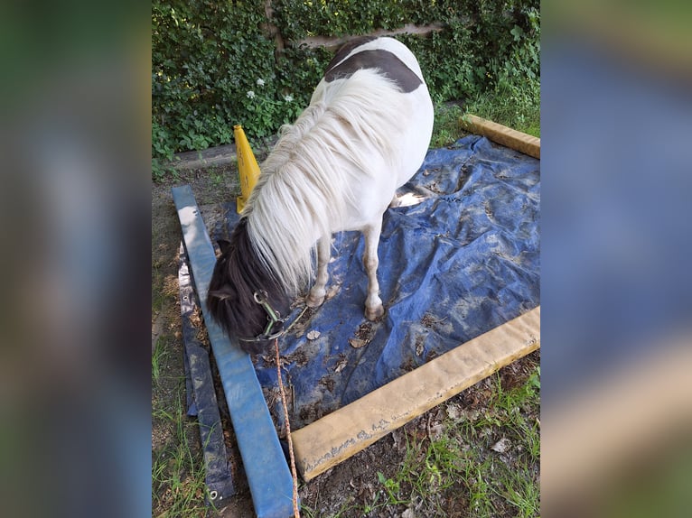 Shetland Ponys Merrie 3 Jaar 100 cm Gevlekt-paard in Argenbühl