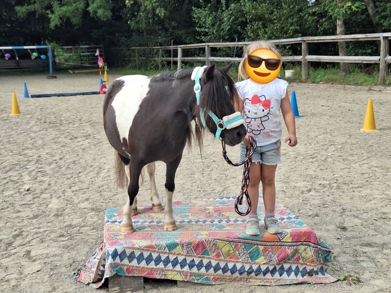 Shetland Ponys Merrie 3 Jaar 100 cm Gevlekt-paard in Argenbühl