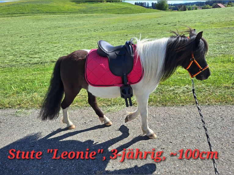Shetland Ponys Merrie 3 Jaar 100 cm Gevlekt-paard in Argenbühl