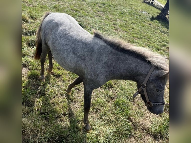 Shetland Ponys Mix Merrie 3 Jaar 100 cm kan schimmel zijn in Haren