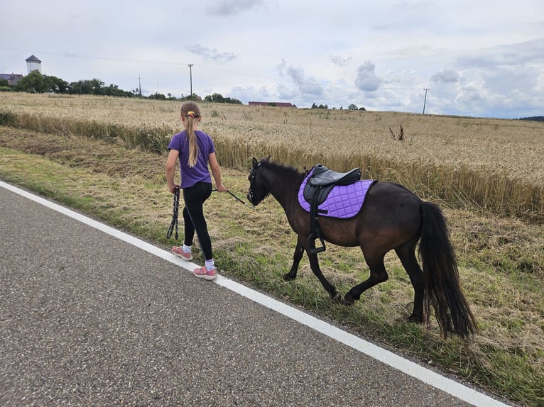 Shetland Ponys Merrie 3 Jaar 100 cm Zwartbruin in Nellingen