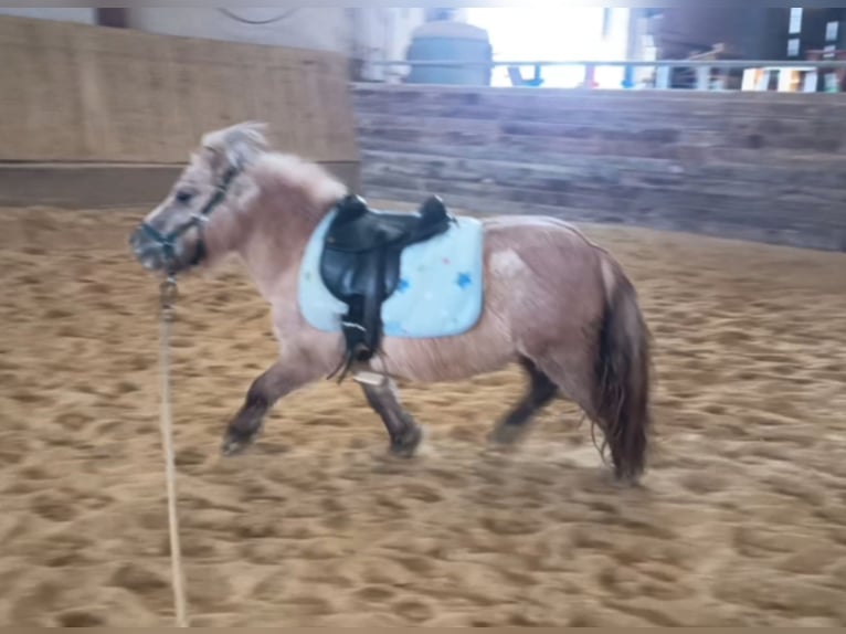 Shetland Ponys Merrie 3 Jaar 103 cm Falbe in Baiersdorf