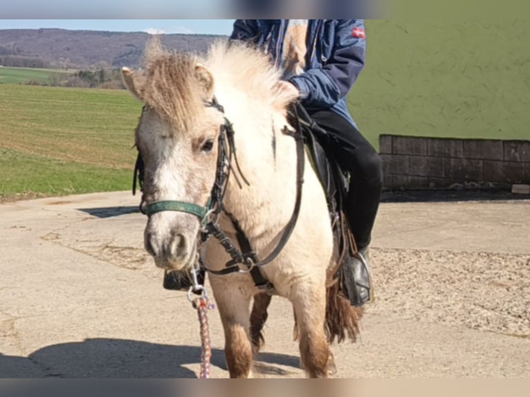 Shetland Ponys Merrie 3 Jaar 103 cm Falbe in Baiersdorf