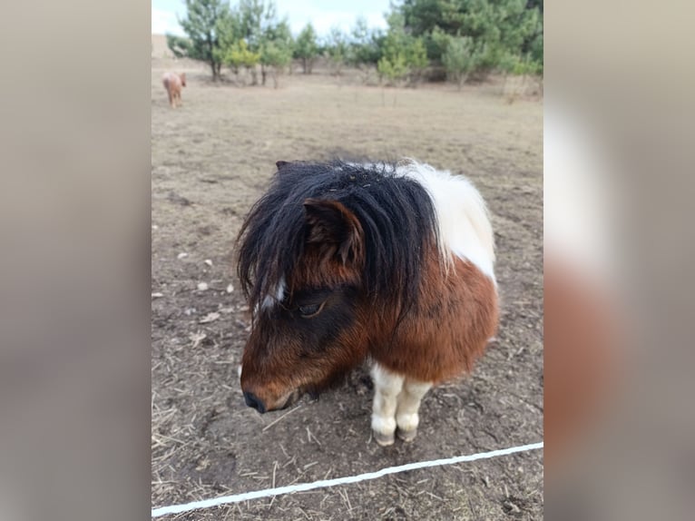 Shetland Ponys Mix Merrie 3 Jaar 105 cm Gevlekt-paard in Nowe Dzieduszyce 32