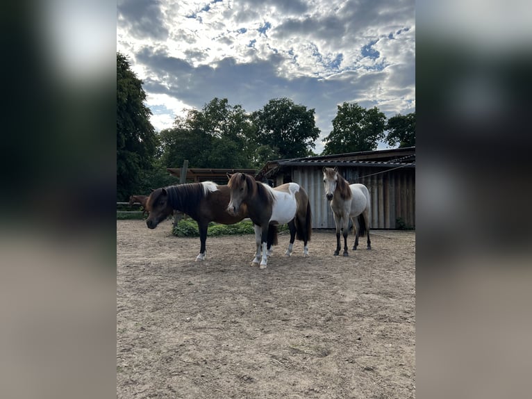 Shetland Ponys Merrie 3 Jaar 112 cm Gevlekt-paard in Oldendorf