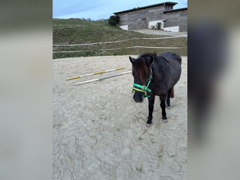 Shetland Ponys Merrie 3 Jaar 115 cm kan schimmel zijn in Linz