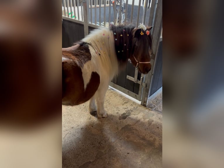 Shetland Ponys Merrie 3 Jaar 85 cm Bruin in Klaaswaal