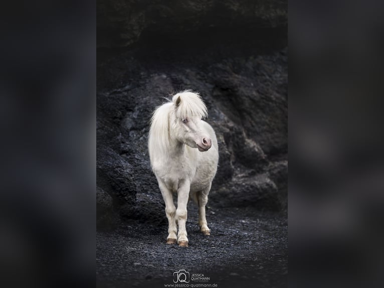 Shetland Ponys Merrie 3 Jaar 90 cm Cremello in Walchum