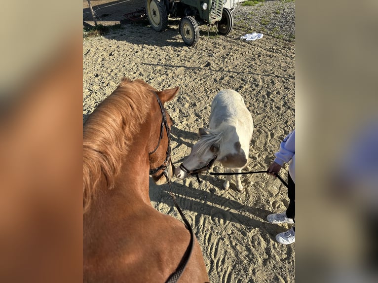 Shetland Ponys Mix Merrie 3 Jaar 90 cm Gevlekt-paard in Maselheim