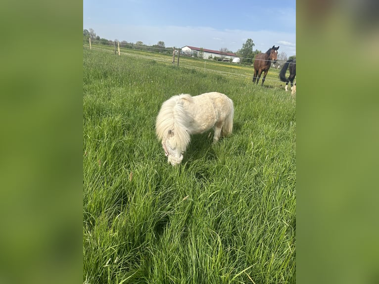 Shetland Ponys Mix Merrie 3 Jaar 90 cm Gevlekt-paard in Maselheim