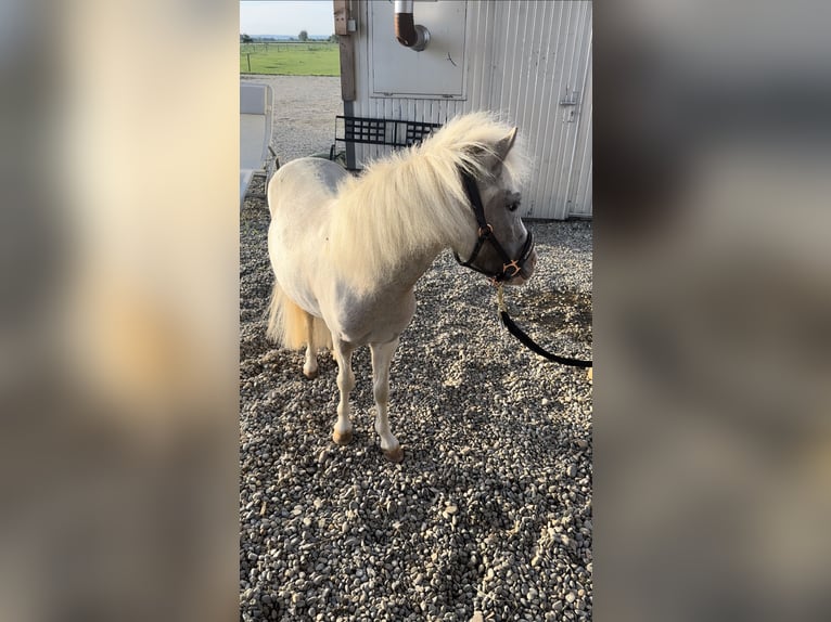 Shetland Ponys Mix Merrie 3 Jaar 90 cm Gevlekt-paard in Maselheim