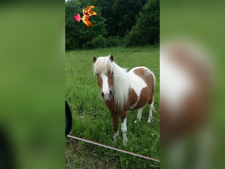 Shetland Ponys Merrie 3 Jaar 90 cm Palomino in Himmelstadt