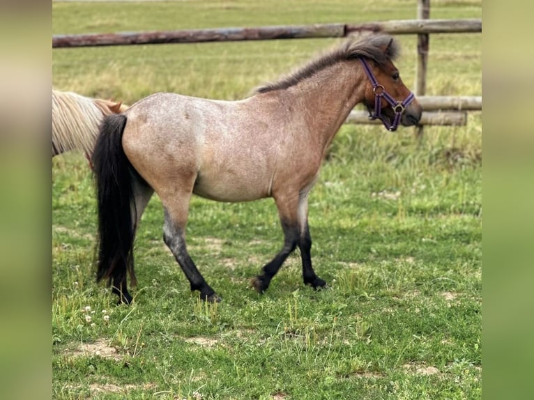 Shetland Ponys Merrie 3 Jaar 90 cm in Bad Münstereifel