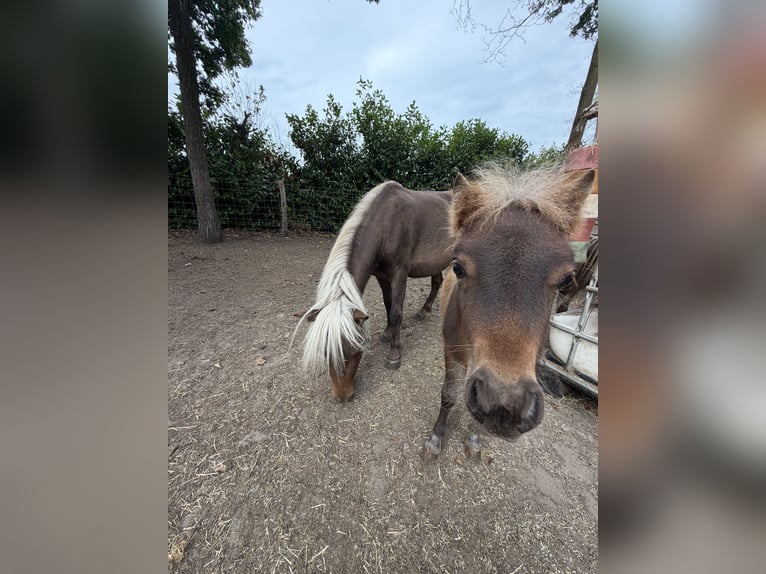 Shetland Ponys Merrie 3 Jaar 92 cm Vos in Turnhout
